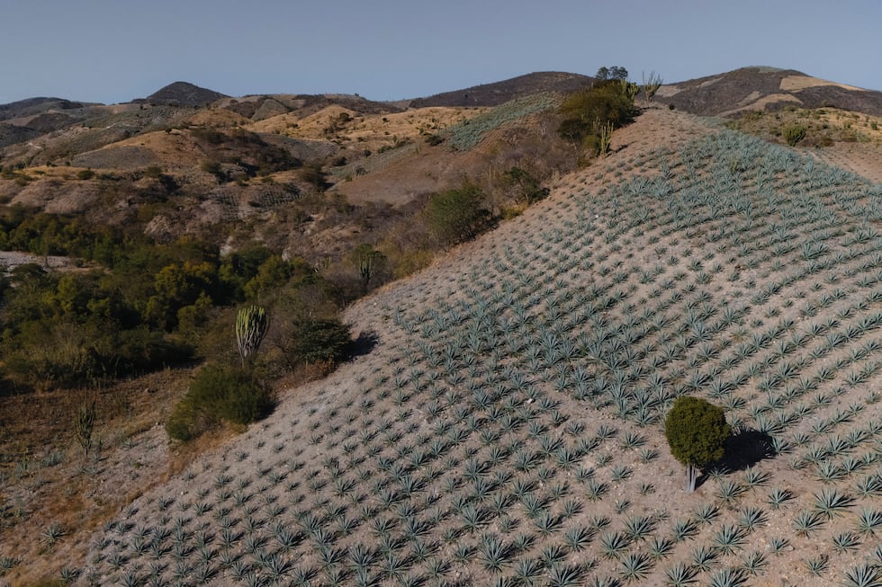 Los campos de agave cubren las montañas que rodean la ciudad de San Luis del Río, Oaxaca, el...