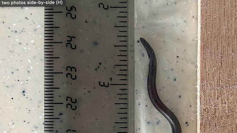 Esta fotografía proporcionada por Re:wild muestra la serpiente hilo de Barbados junto a una...