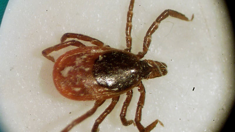 Archivo - Una garrapata de venado vista mediante un microscopio en el laboratorio de...