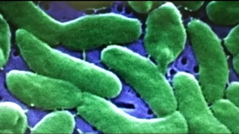 Vibrio cases confirmed in Gulf Coast waters