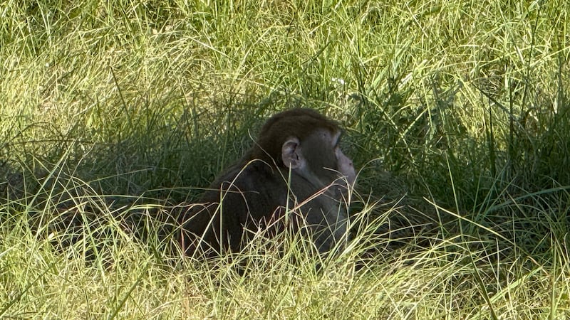 Esta foto proporcionada por Scotty Ray Boyd muestra a un mono sentado en el césped, después...
