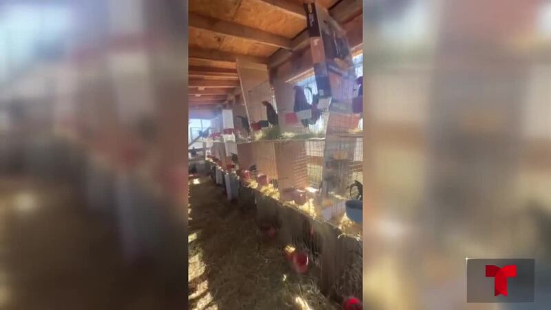 Redada contra peleas de gallo termina con 3 hispanos arrestados. Corral de gallos