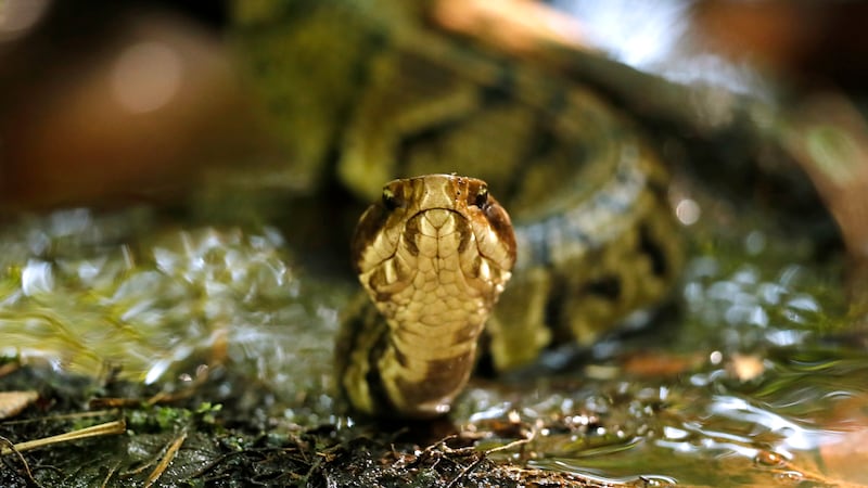 Una serpiente boca de algodón (Agkistrodon piscivorus) aparece en esta foto del 30 de julio de...