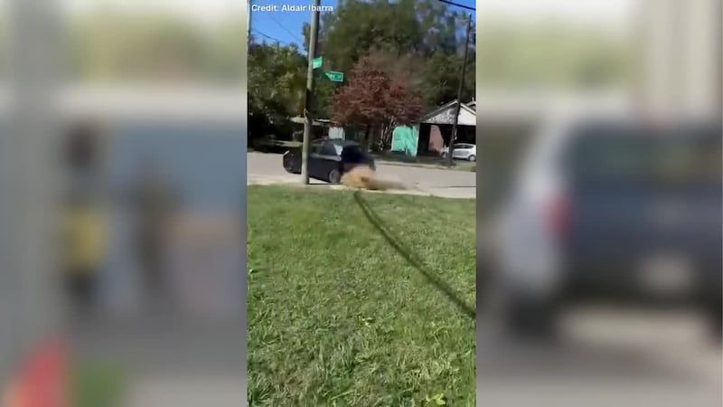 Persecución en las calles de Memphis termina con dos personas arrestadas, según autoridades